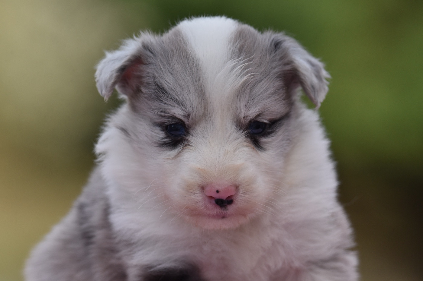 Du Mas Ensoleillé - Chiots disponibles - Border Collie