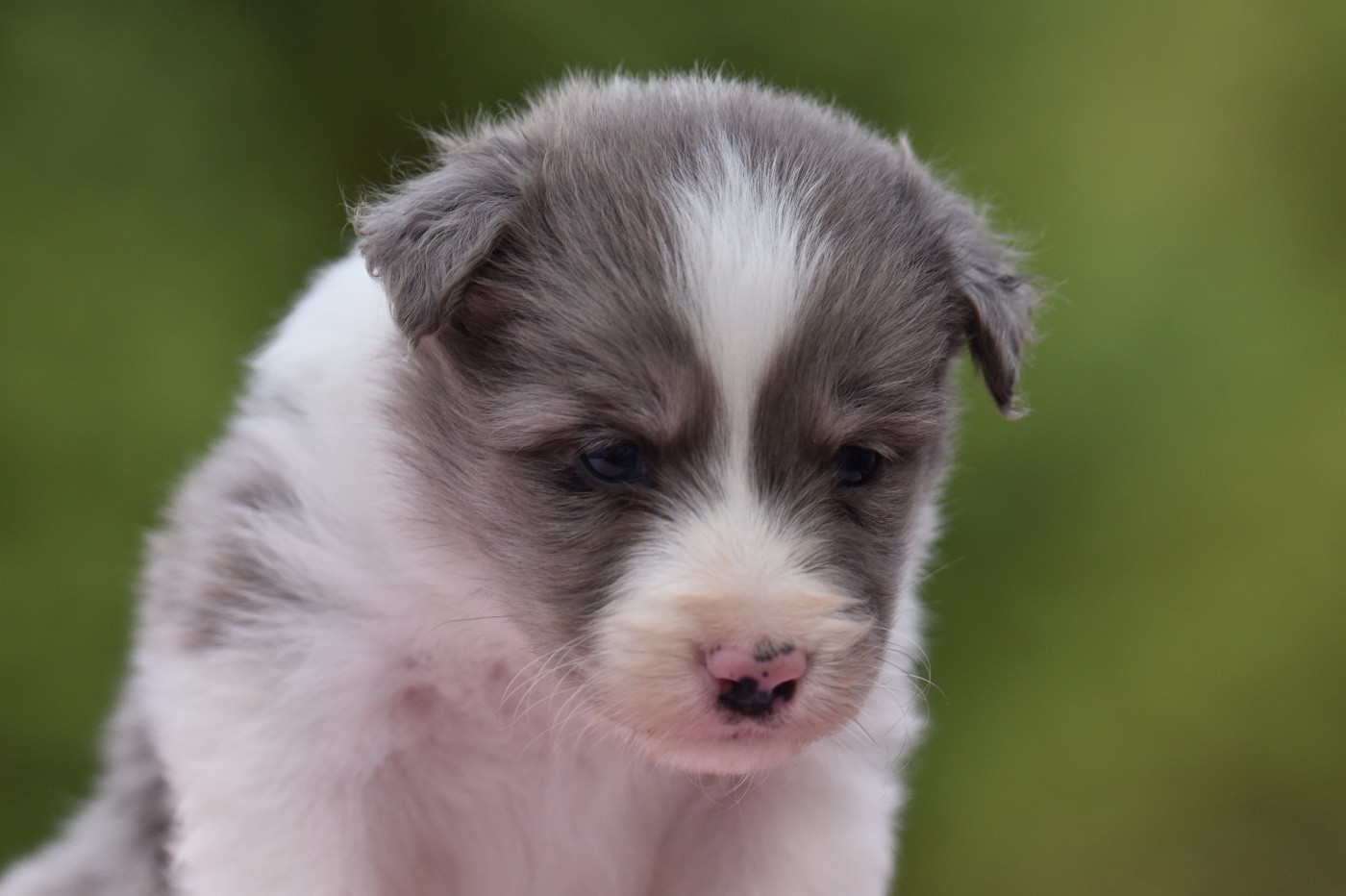 Du Mas Ensoleillé - Chiots disponibles - Border Collie