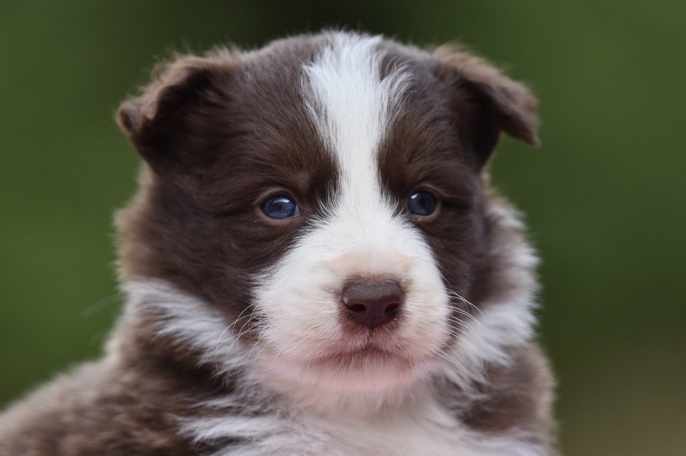 Du Mas Ensoleillé - Chiots disponibles - Border Collie