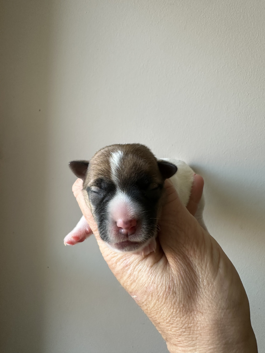 Du Mas Ensoleillé - Chiots disponibles - Jack Russell Terrier