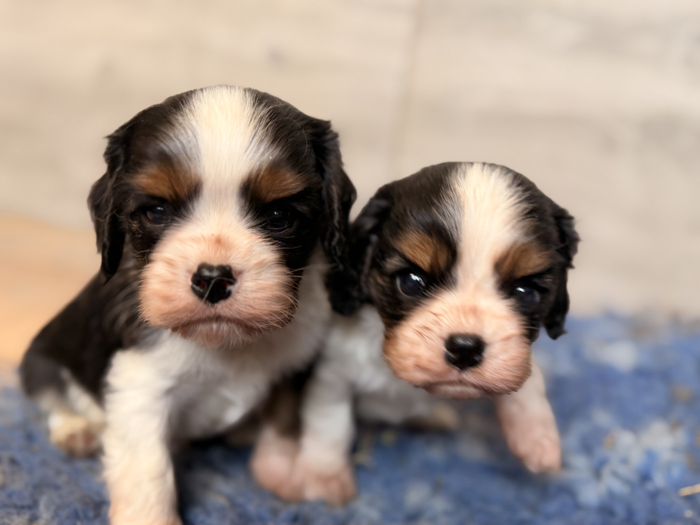 Chiot Cavalier King Charles Spaniel Du Mas Ensoleillé
