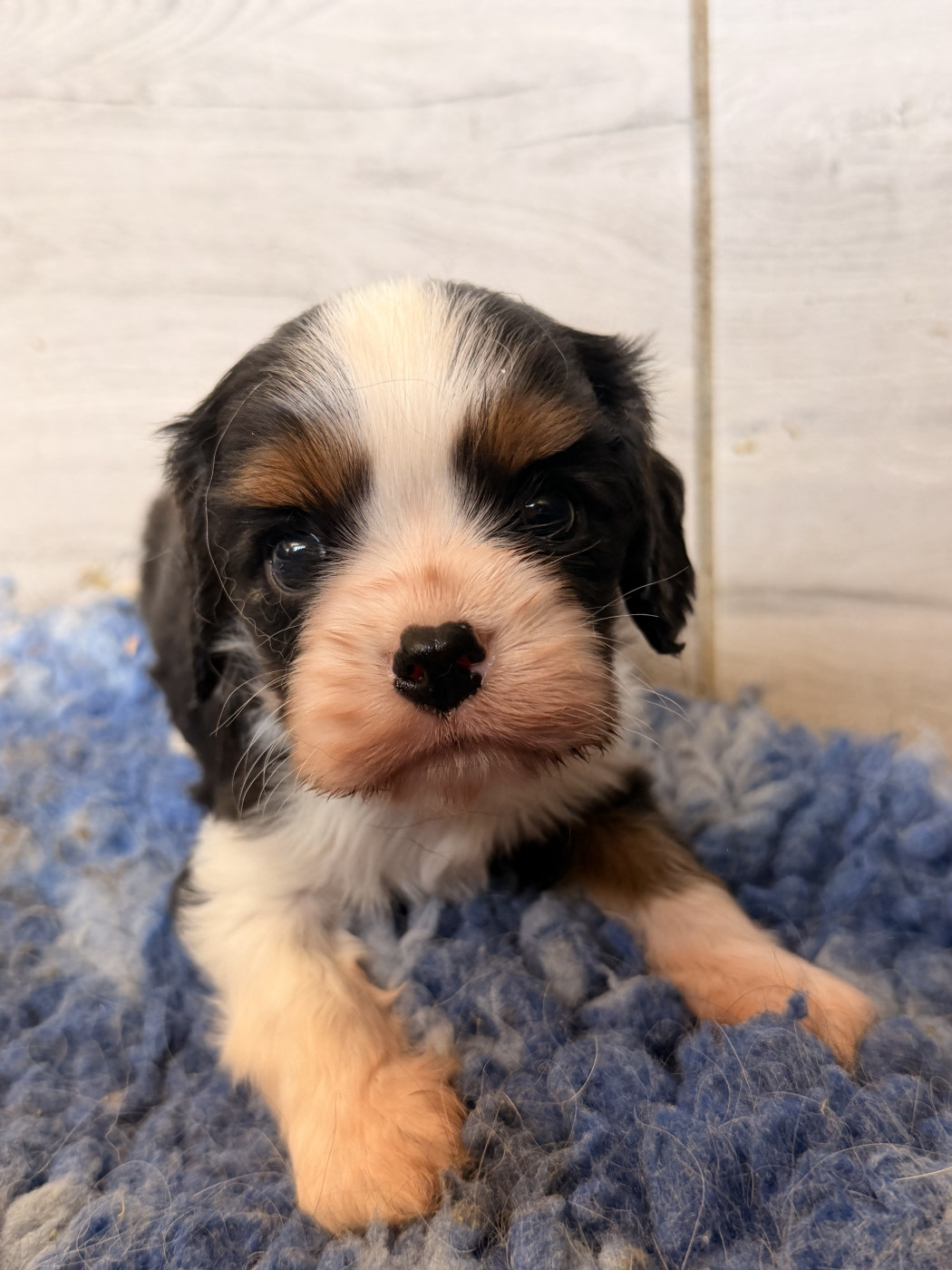 Du Mas Ensoleillé - Chiots disponibles - Cavalier King Charles Spaniel