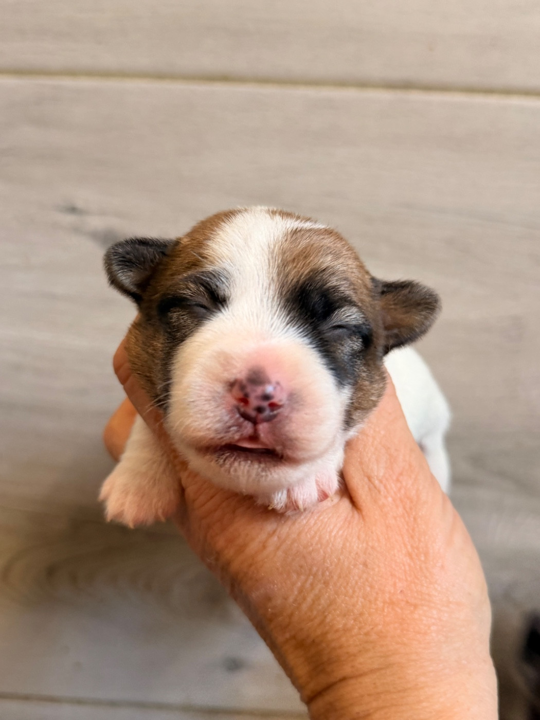 Du Mas Ensoleillé - Chiots disponibles - Jack Russell Terrier