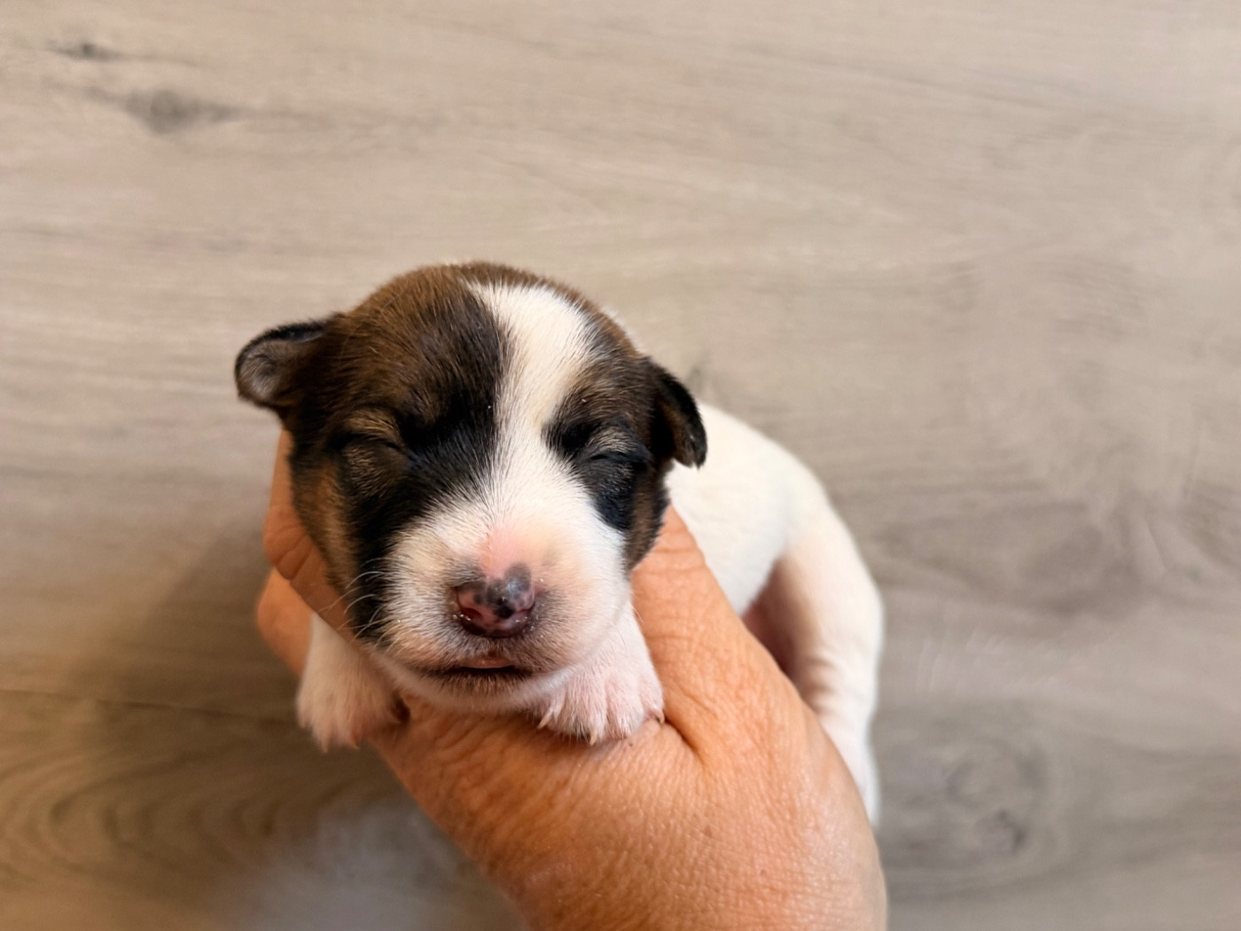 Du Mas Ensoleillé - Chiots disponibles - Jack Russell Terrier