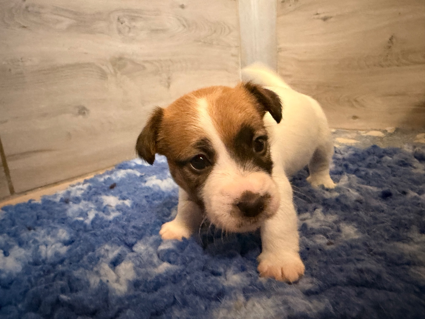 Du Mas Ensoleillé - Chiots disponibles - Jack Russell Terrier