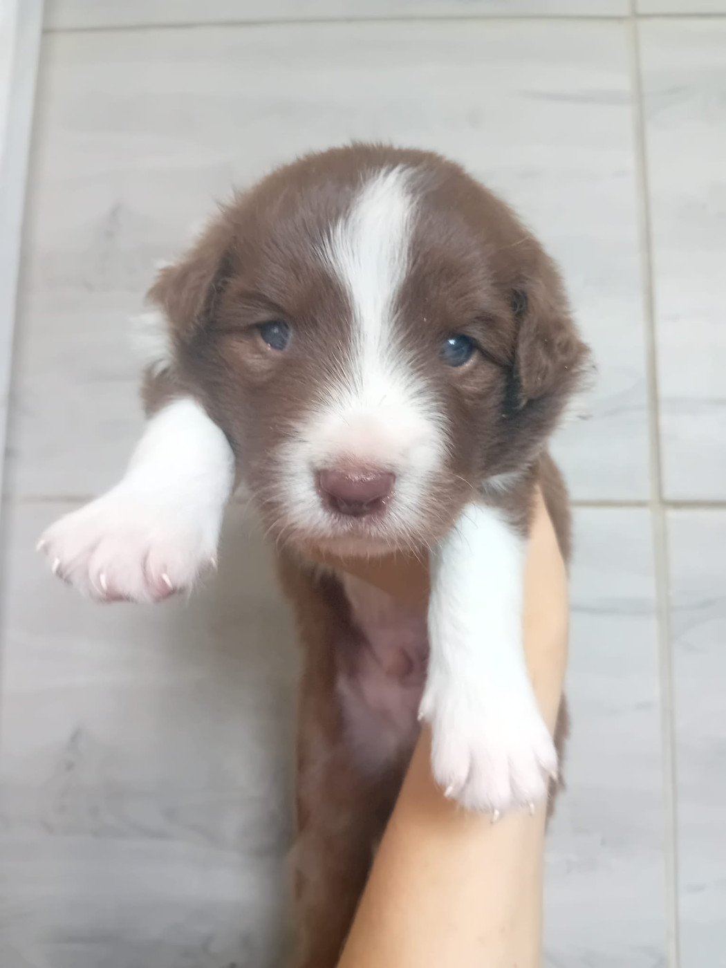 Du Mas Ensoleillé - Chiots disponibles - Border Collie
