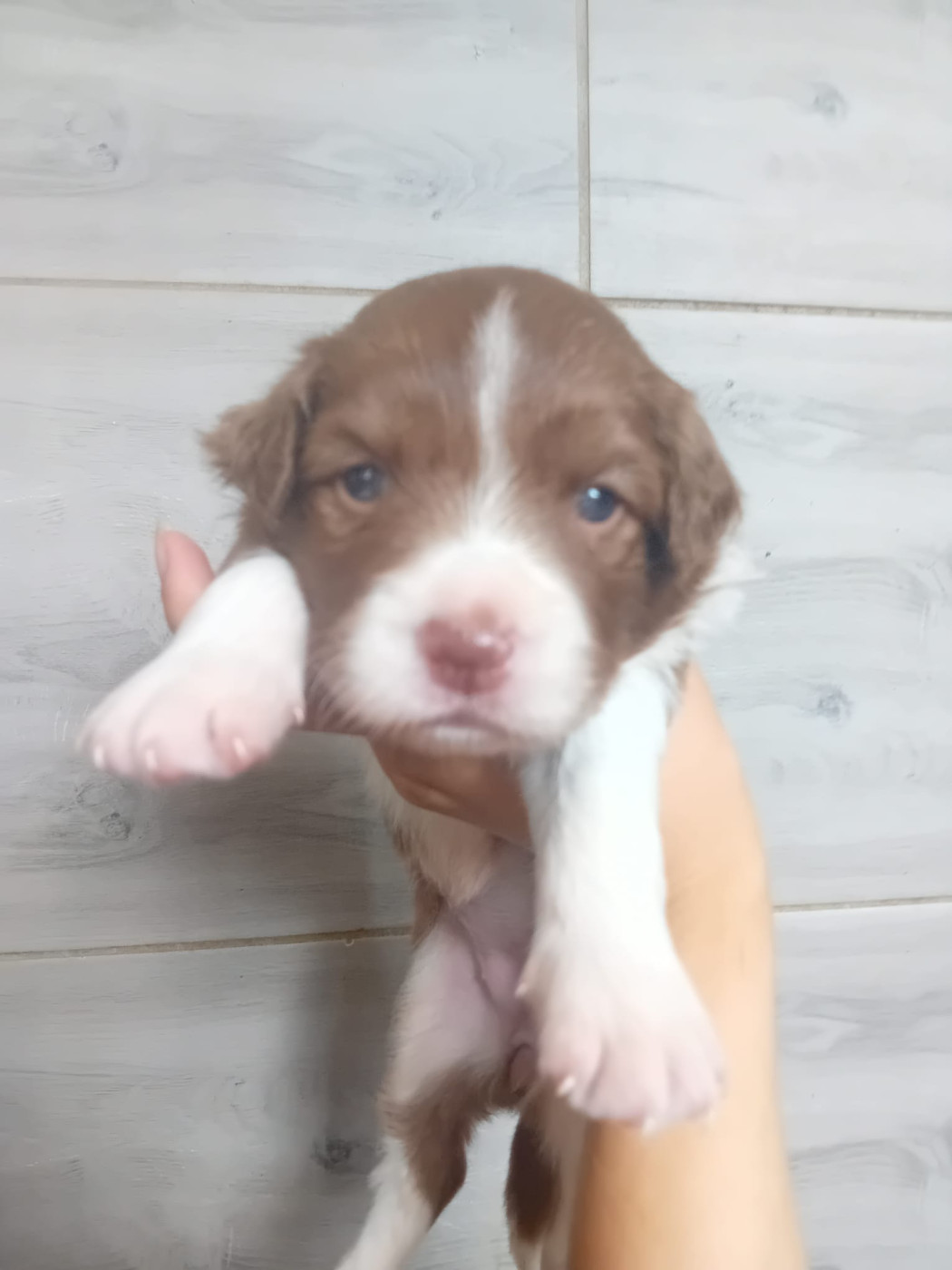 Du Mas Ensoleillé - Chiots disponibles - Border Collie