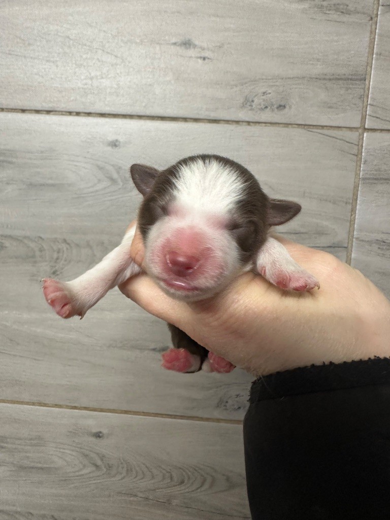 Du Mas Ensoleillé - Chiots disponibles - Border Collie