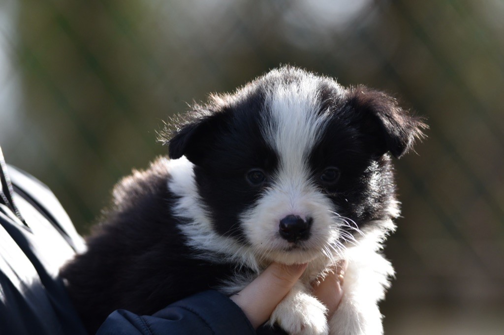 Du Mas Ensoleillé - Chiots disponibles - Border Collie