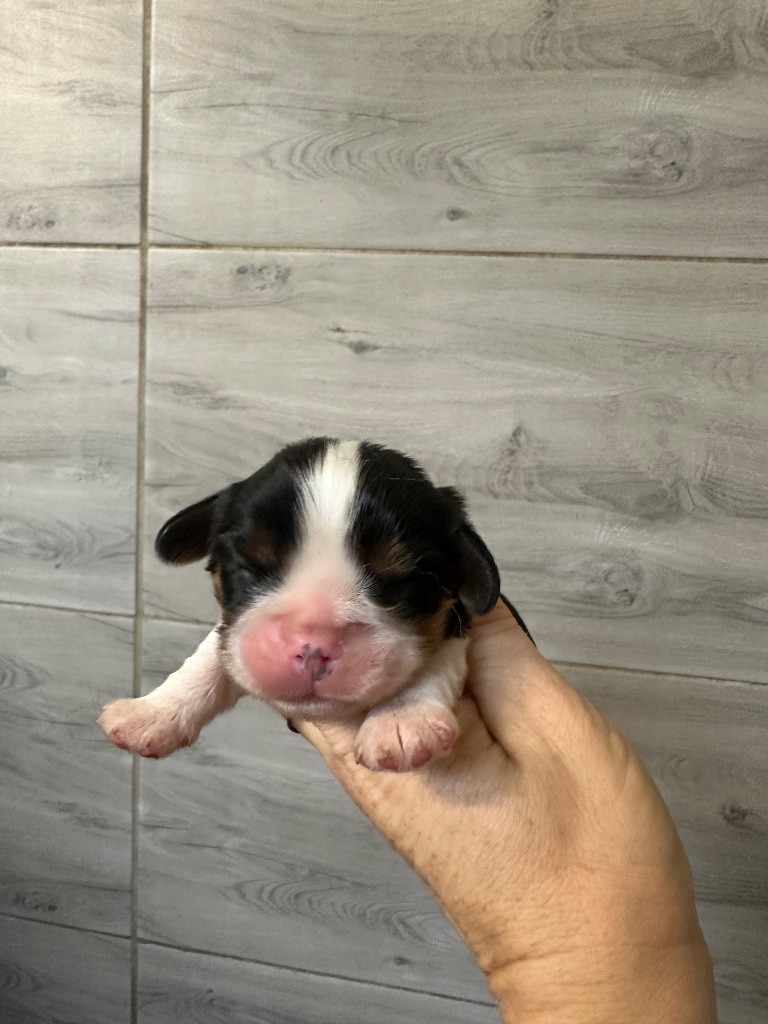 Du Mas Ensoleillé - Chiots disponibles - Cavalier King Charles Spaniel