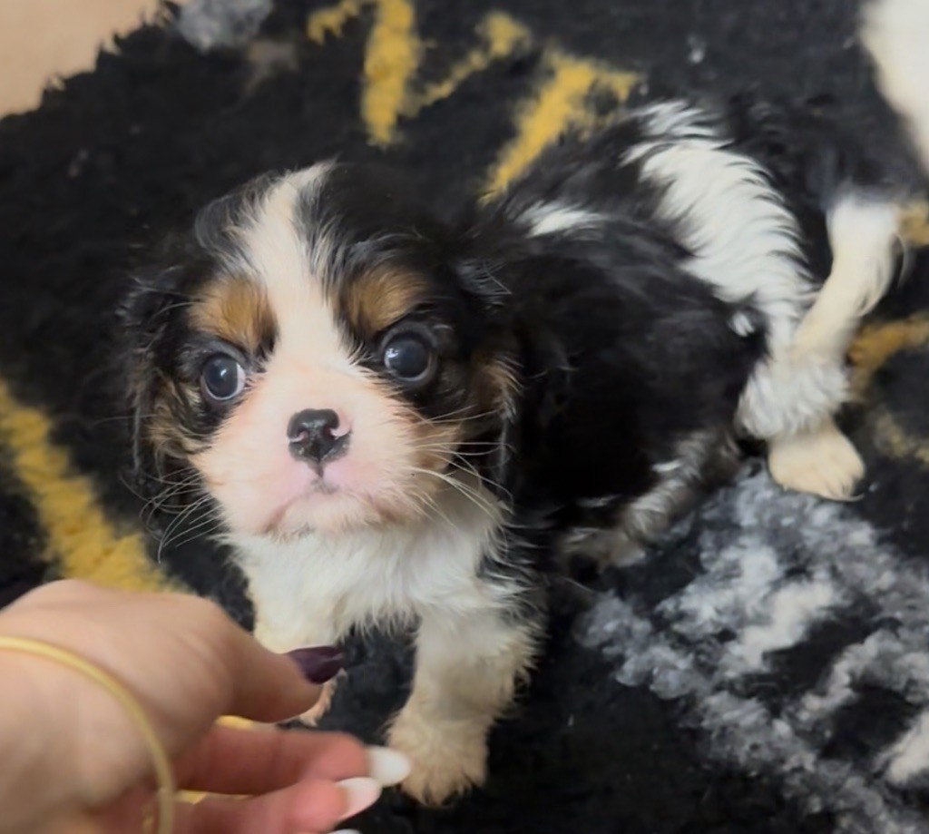 Du Mas Ensoleillé - Chiots disponibles - Cavalier King Charles Spaniel
