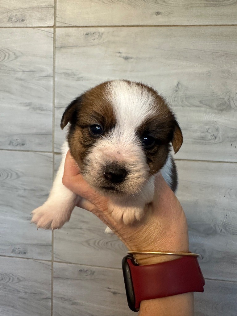 Du Mas Ensoleillé - Chiots disponibles - Jack Russell Terrier