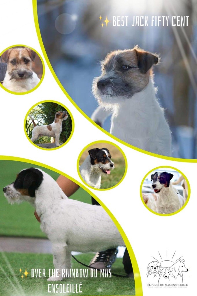 Chiot Jack Russell Terrier Du Mas Ensoleillé