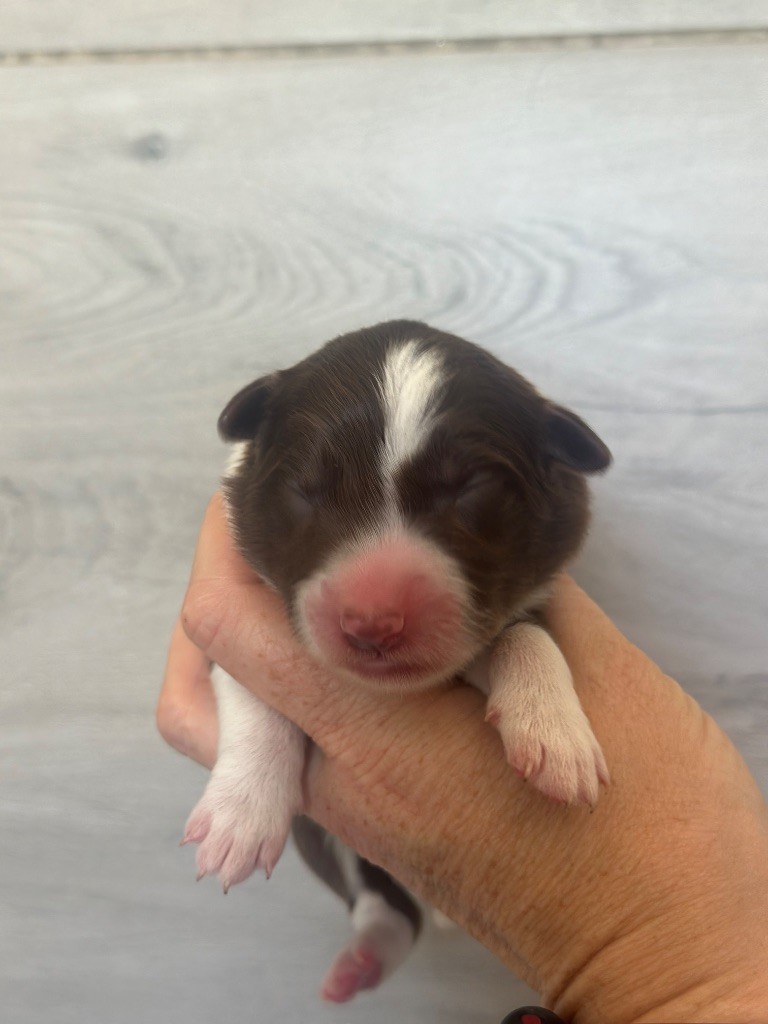 Du Mas Ensoleillé - Chiots disponibles - Border Collie