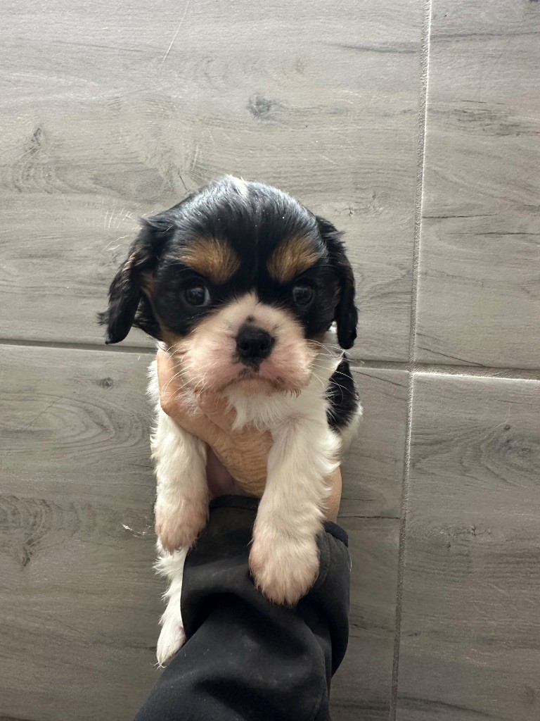Du Mas Ensoleillé - Chiots disponibles - Cavalier King Charles Spaniel