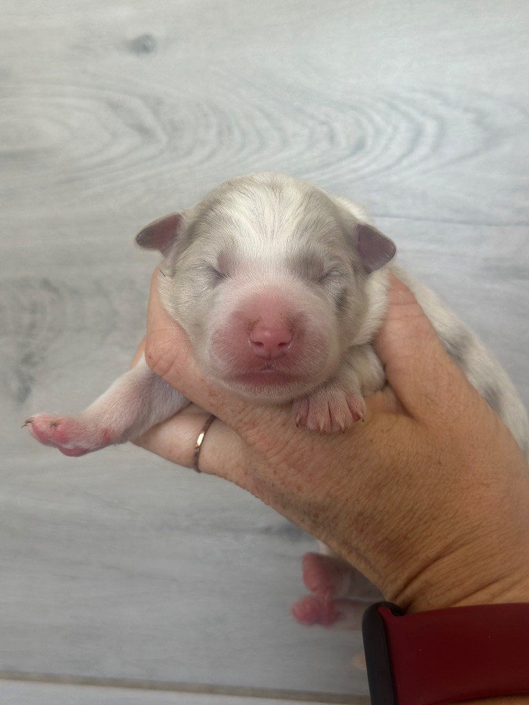 Du Mas Ensoleillé - Chiots disponibles - Border Collie