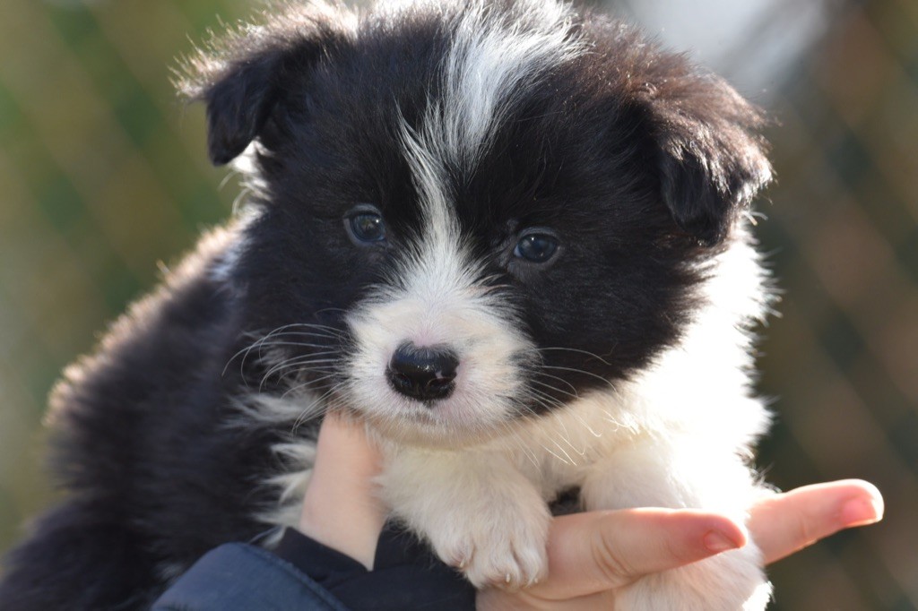 Du Mas Ensoleillé - Chiots disponibles - Border Collie