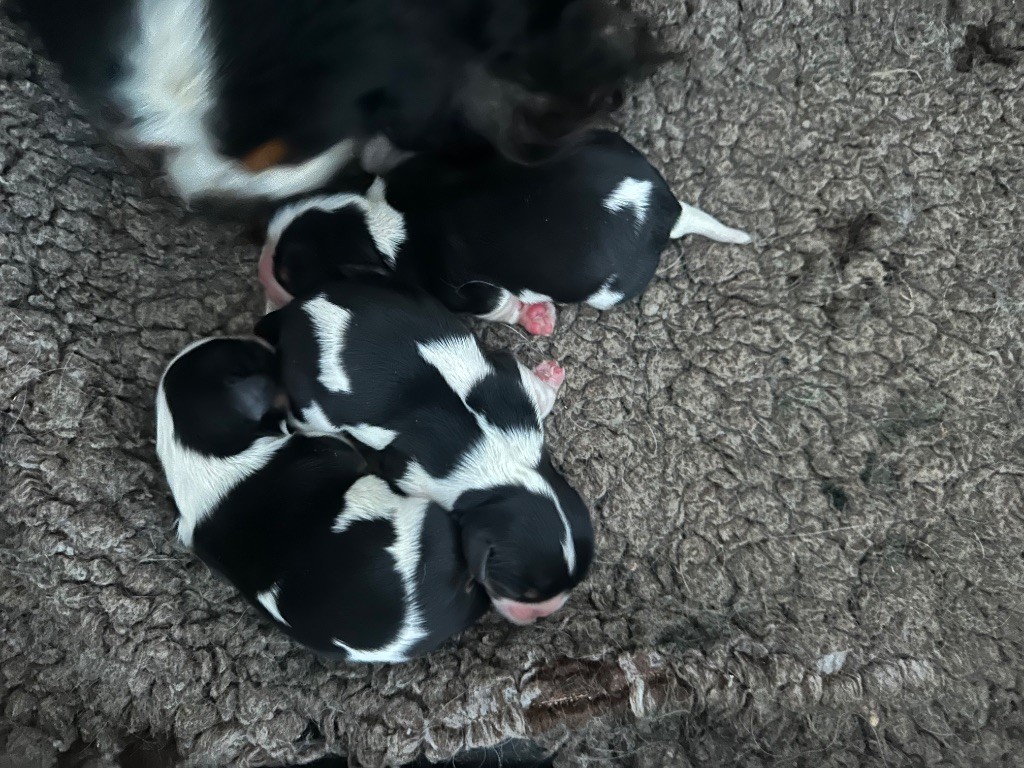 Chiot Cavalier King Charles Spaniel Du Mas Ensoleillé
