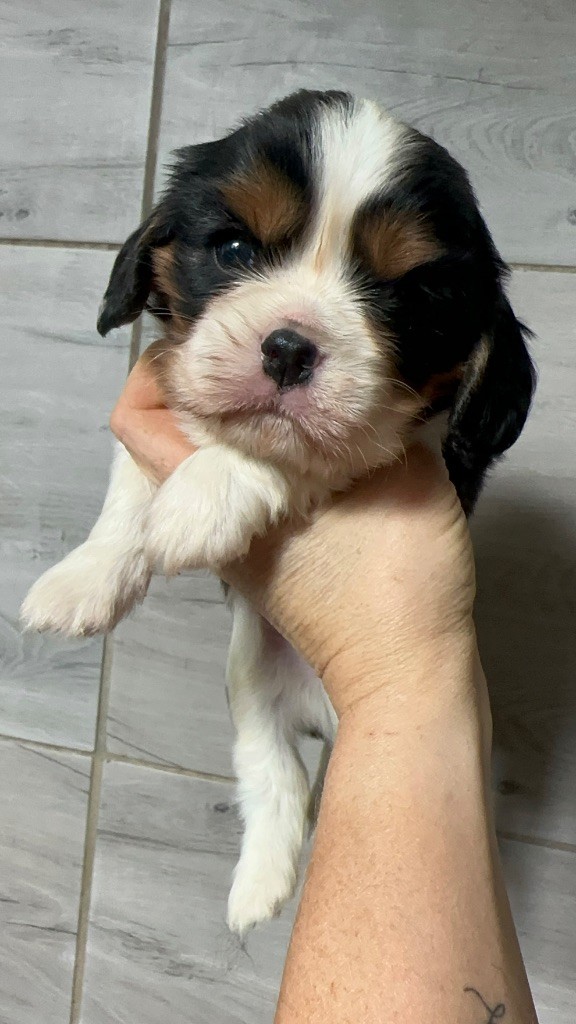 Du Mas Ensoleillé - Chiots disponibles - Cavalier King Charles Spaniel
