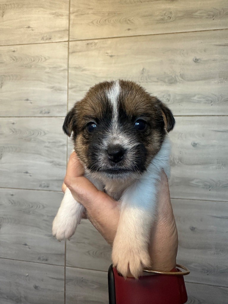 Du Mas Ensoleillé - Chiots disponibles - Jack Russell Terrier