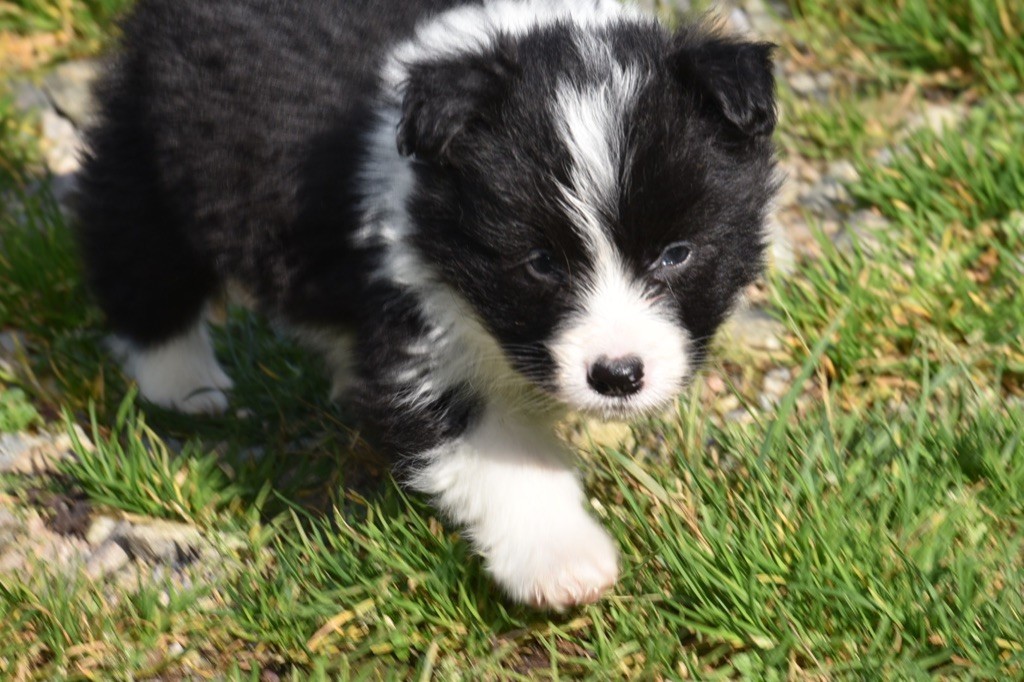 Du Mas Ensoleillé - Chiots disponibles - Border Collie