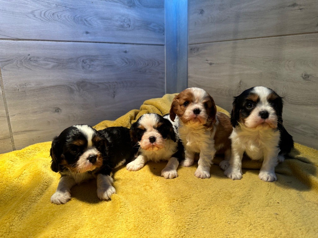 Chiot Cavalier King Charles Spaniel Du Mas Ensoleillé