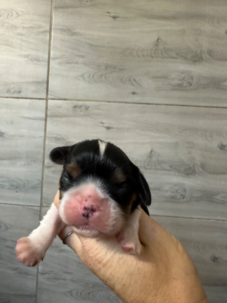 Du Mas Ensoleillé - Chiots disponibles - Cavalier King Charles Spaniel