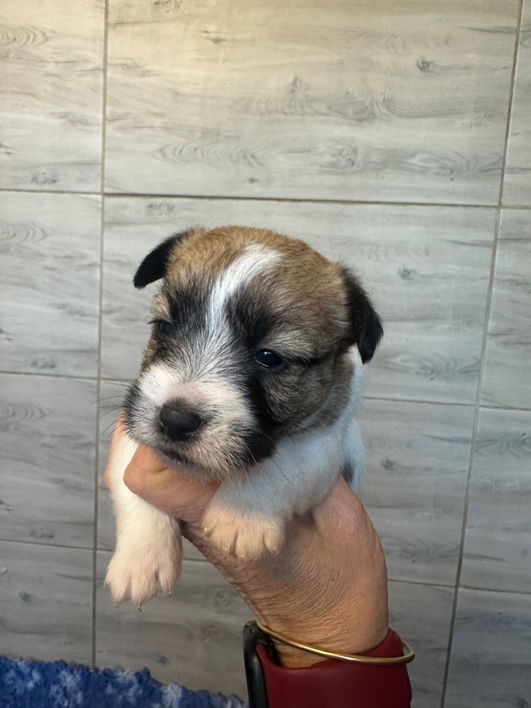 Du Mas Ensoleillé - Chiots disponibles - Jack Russell Terrier