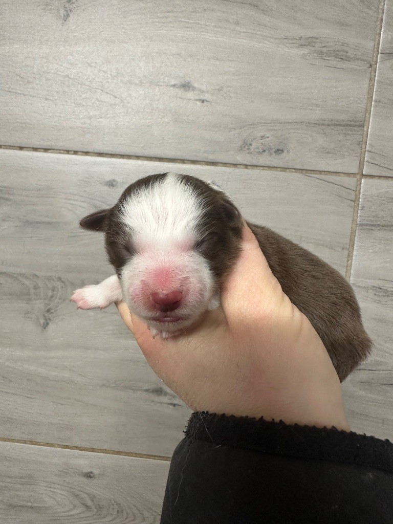 Du Mas Ensoleillé - Chiots disponibles - Border Collie