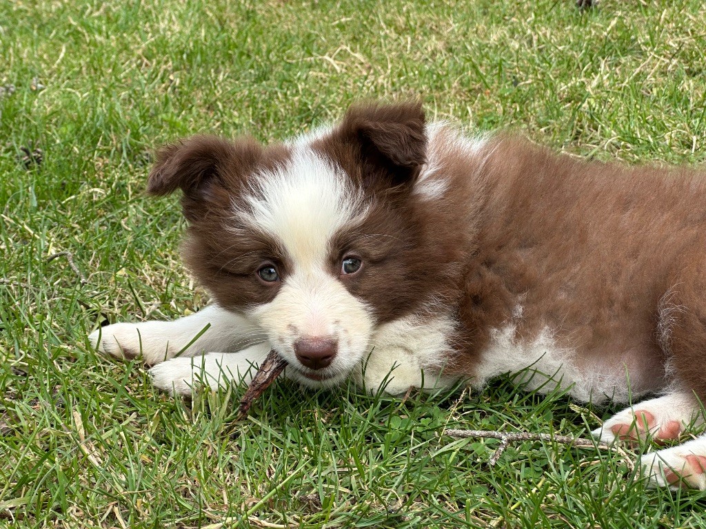 Du Mas Ensoleillé - Chiots disponibles - Border Collie