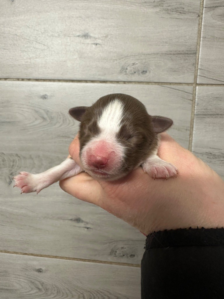 Du Mas Ensoleillé - Chiots disponibles - Border Collie