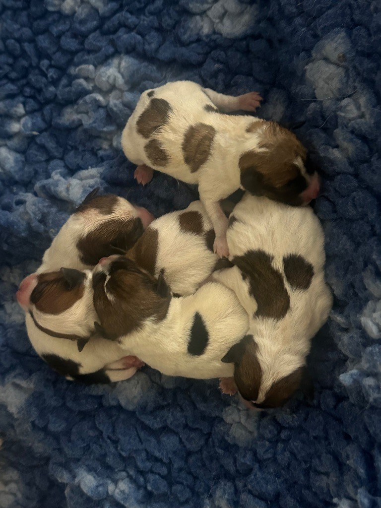Chiot Jack Russell Terrier Du Mas Ensoleillé