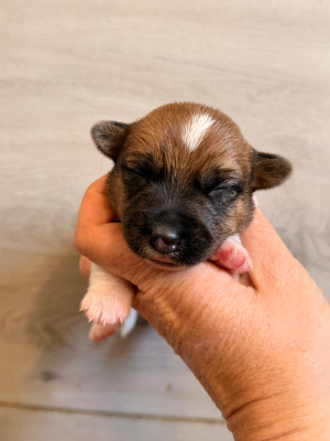 Femelle 1