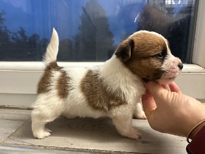 CHIOT 1