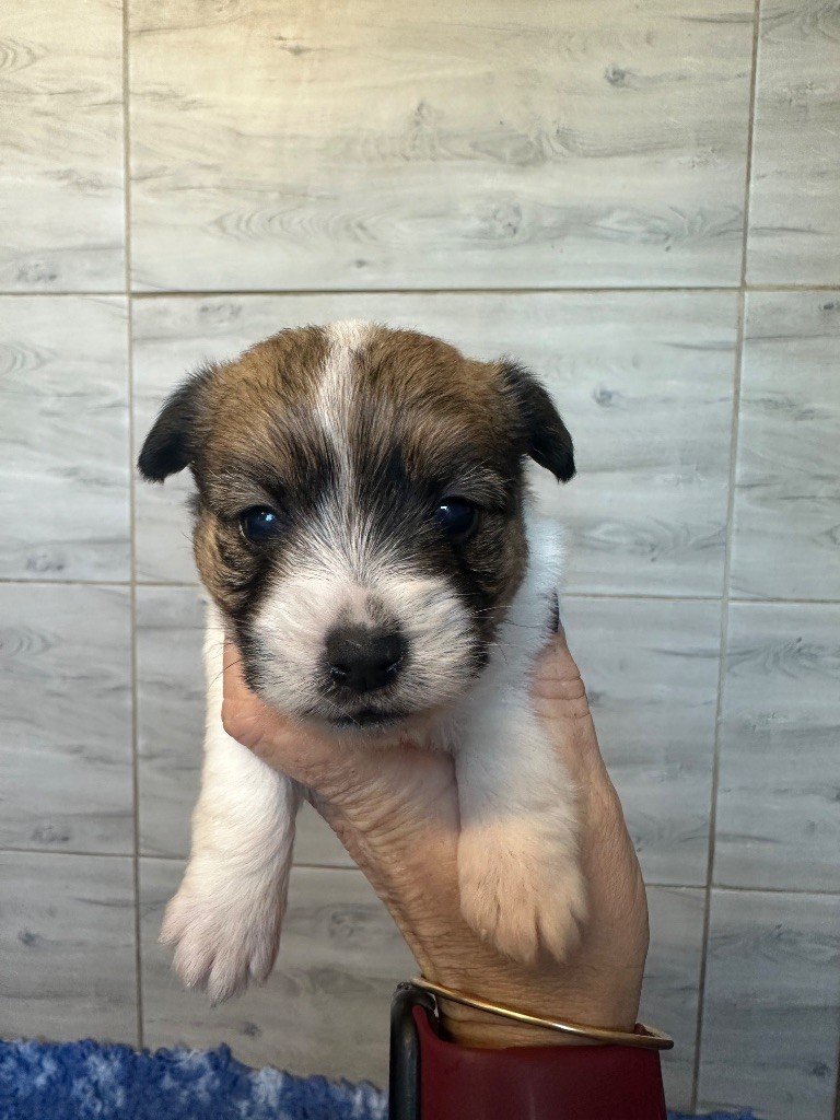 Du Mas Ensoleillé - Chiots disponibles - Jack Russell Terrier