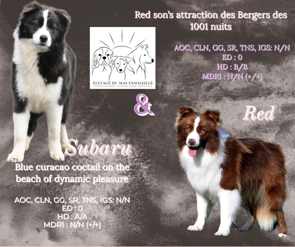 Chiot Border Collie Du Mas Ensoleillé