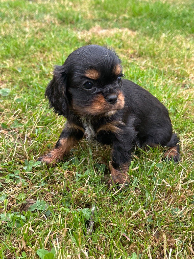 Du Mas Ensoleillé - Chiots disponibles - Cavalier King Charles Spaniel