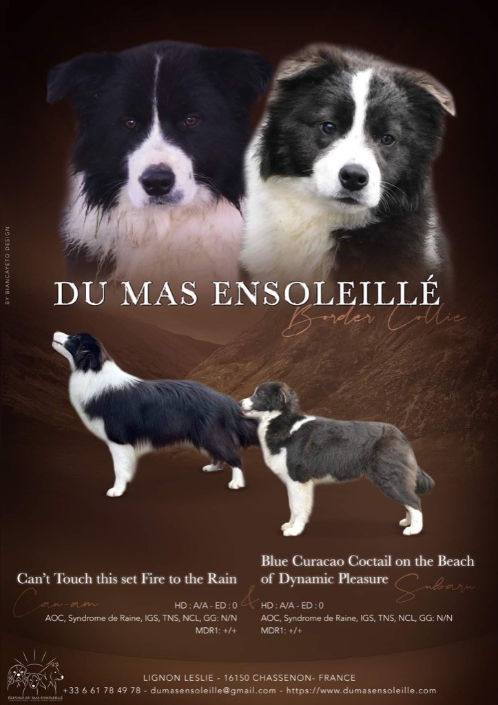 Chiot Border Collie Du Mas Ensoleillé