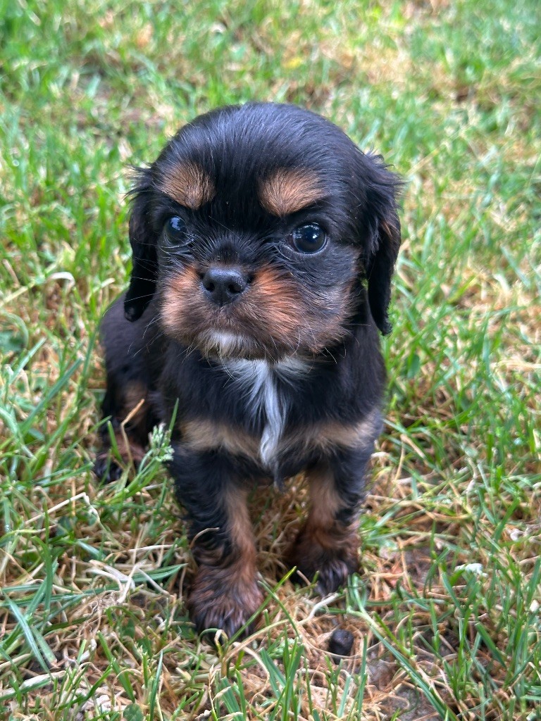Du Mas Ensoleillé - Chiots disponibles - Cavalier King Charles Spaniel
