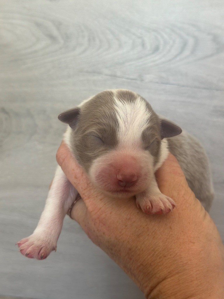 Du Mas Ensoleillé - Chiots disponibles - Border Collie