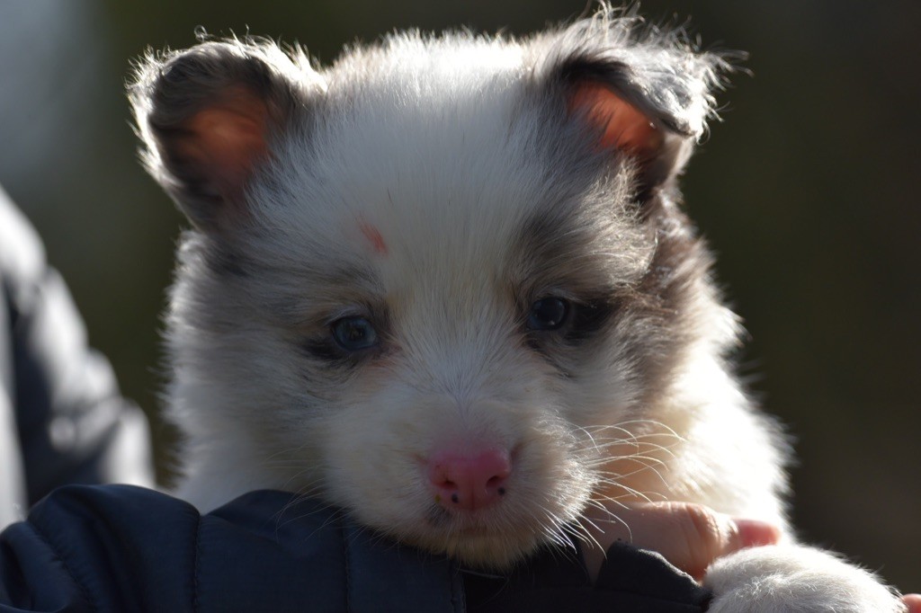 Mâle bleu merle 