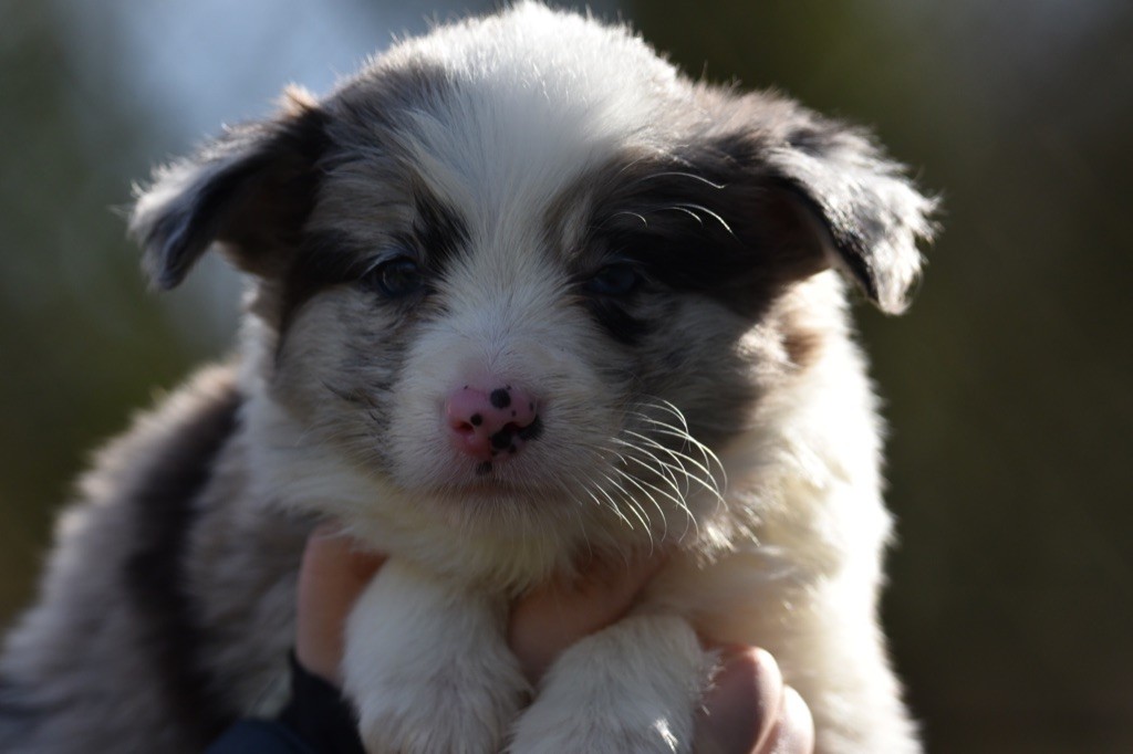 Femelle slate merle 2