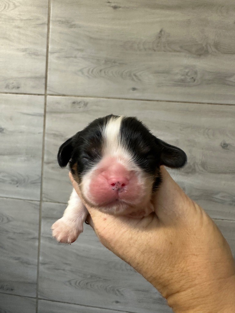 Du Mas Ensoleillé - Chiots disponibles - Cavalier King Charles Spaniel